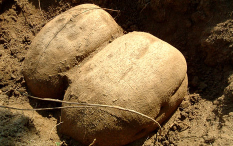 Miroestrol in Pueraria mirifica
