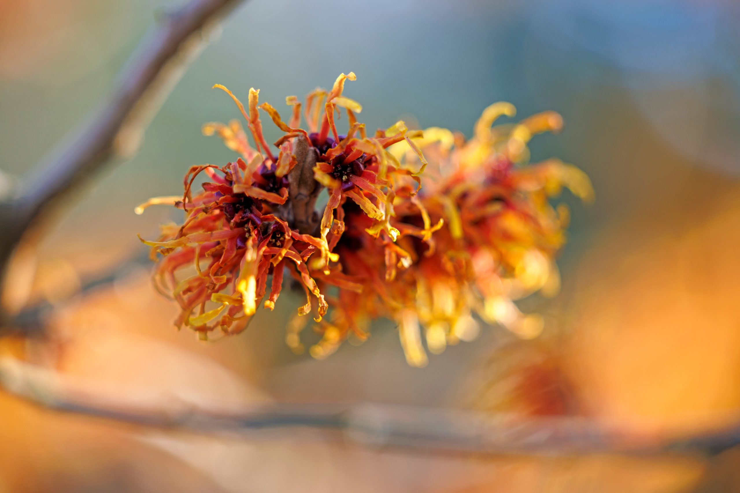 Witch Hazel Extract in Skincare: Benefits, Uses & Why It’s Still a Beauty Essential