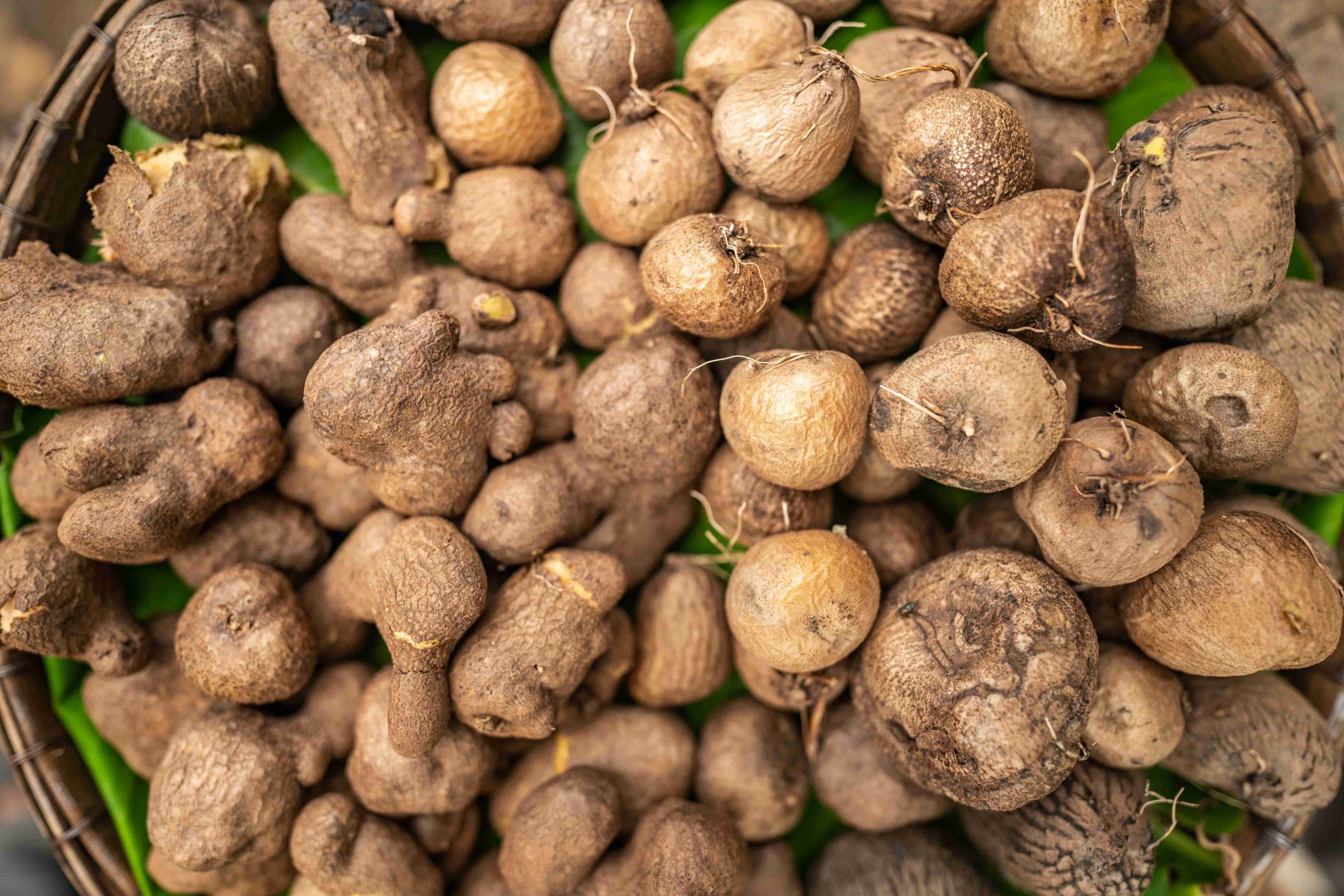 Where Does Pueraria Mirifica Come From? From Thai Forest to Supplement